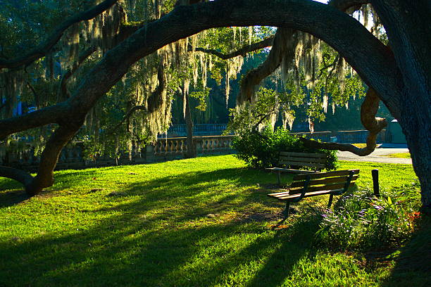 istock Southern Charm-Benches and Oak tree in a park. 530998599