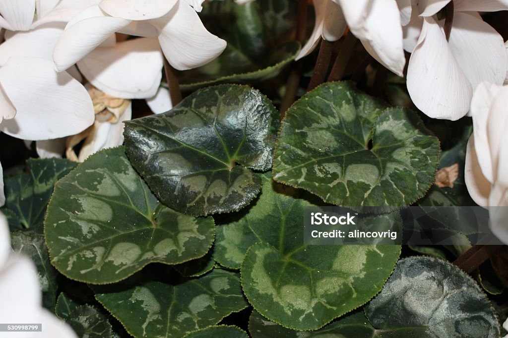 White Cyclamen leaves Macro close up of white cyclamen leaves 2015 Stock Photo