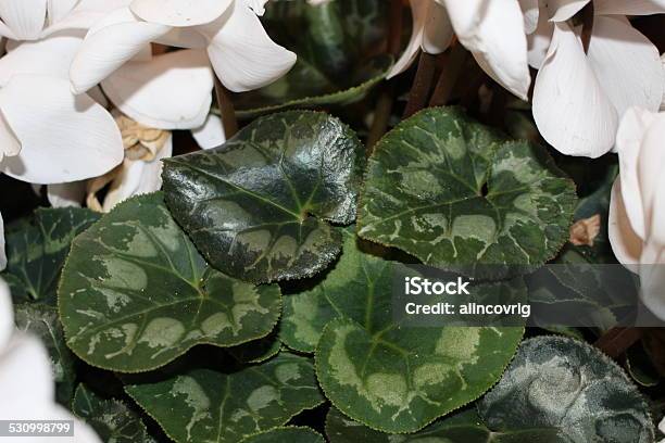 White Cyclamen Leaves Stock Photo - Download Image Now - 2015, Backgrounds, Beauty