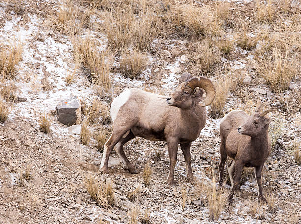 istock Bighorn Sheep Ram and Ewe 530998924