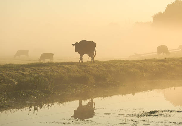 istock Cow in a meadow 530998989