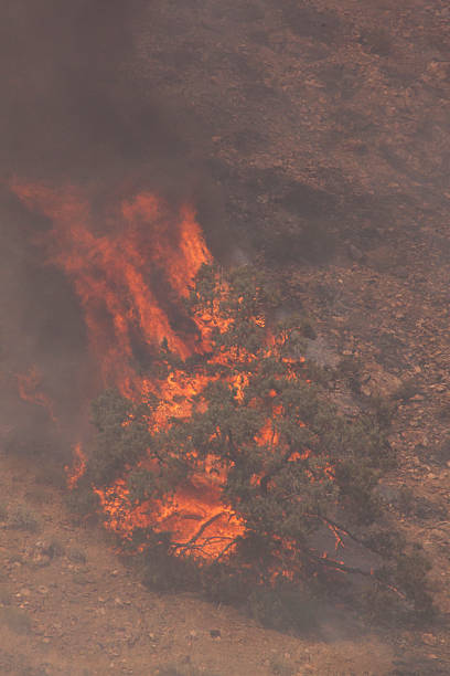 istock Desert fire with burning bushes and brush 530999008