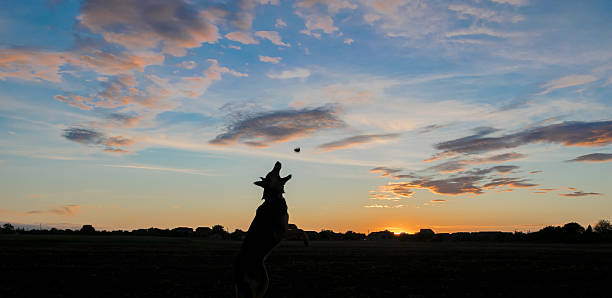 istock wolf dog playing Frisbee at sunset 530999184