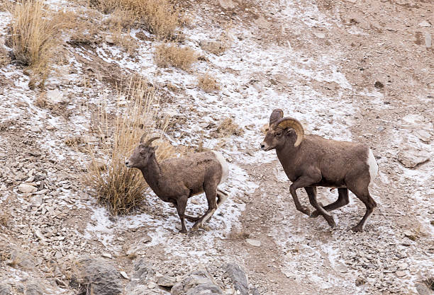 istock Bighorn Sheep Ram chasing Ewe 530999208