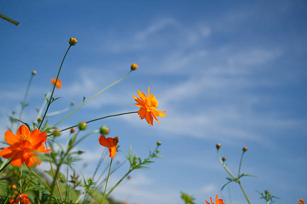 istock yellow cosmos flower in garden 530999215