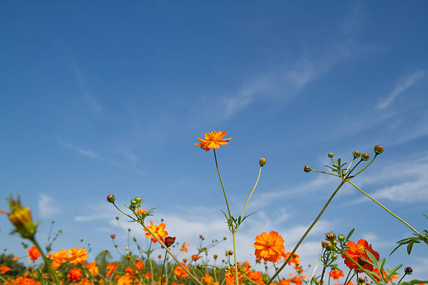 istock yellow cosmos flower in garden 530999219
