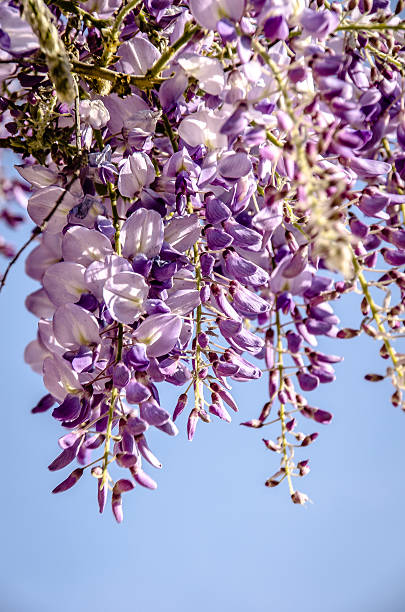 istock wisteria 530999239