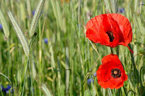 istock Rural landscape - red poppies 530999491