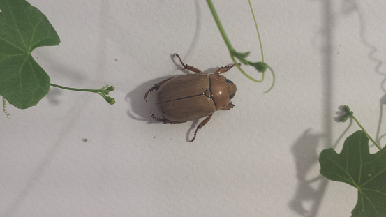 Current, June Bug photo. May or June Beetle on a white background.
