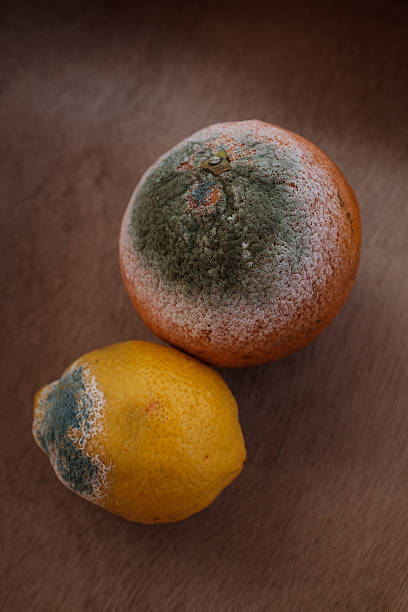istock citrus fruits with green mold. 531000890