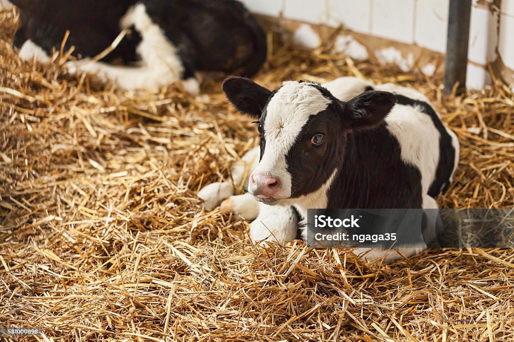 Portrait de veau de soleil en paille sur farm - Photo de Veau - Jeune animal libre de droits
