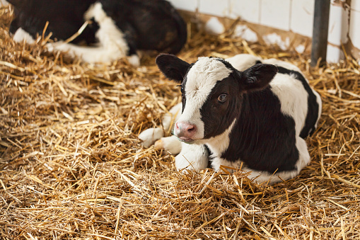 Portrait of calf lying in straw on farm