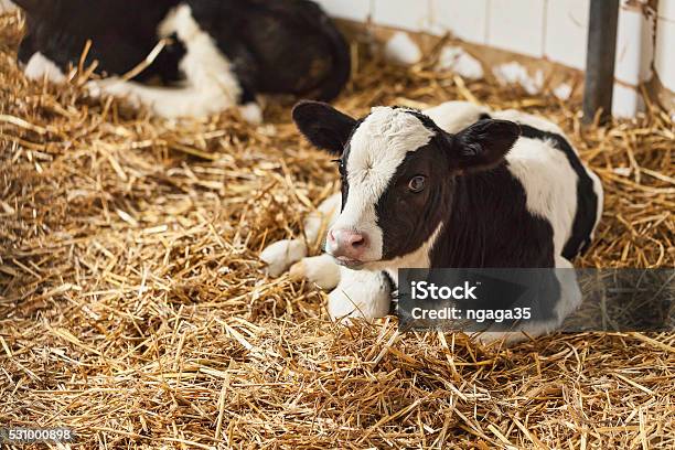 Portrait Of Calf Lying In Straw On Farm Stock Photo - Download Image Now - Calf, Dairy Farm, Dairy Product