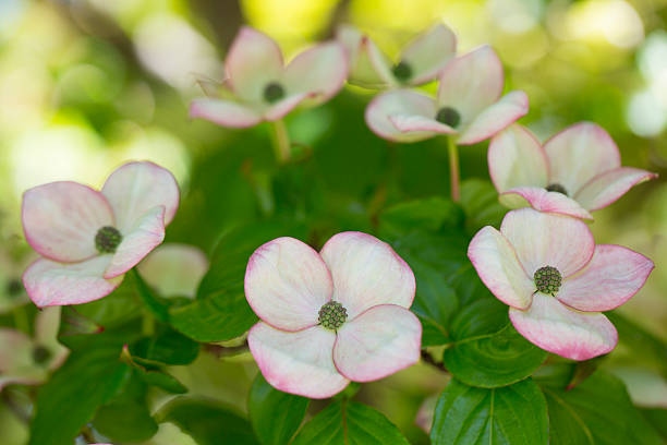 istock dogwood flowers - Stock Image 531001296