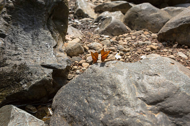 Butterflies holding on the rock with natural light.