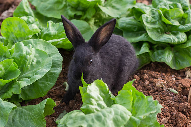 Rabbit in garden stock photo