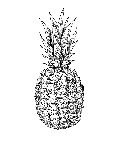 Vector hand drawn pineapple. Tropical summer fruit engraved style illustration. Detailed food drawing. Great for label, poster, print