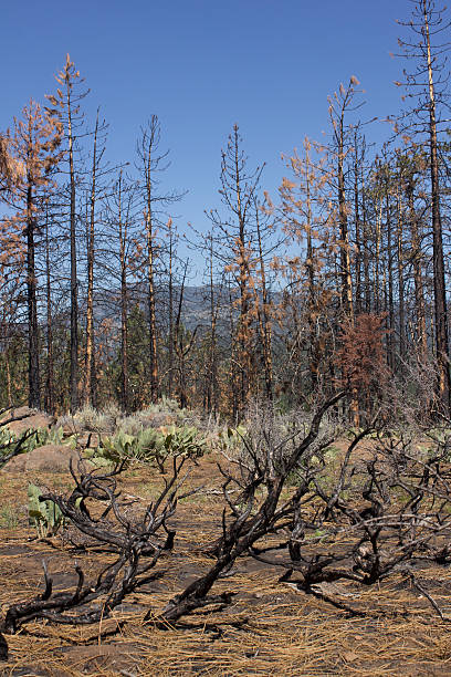 istock Burnt hillside with blue skies 531002468