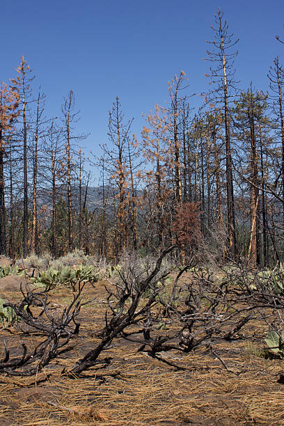 istock Burnt hillside with blue skies 531002504