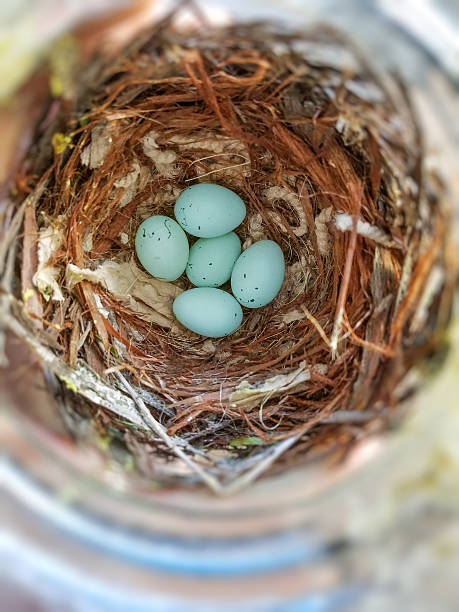 House Finch Eggs. Five house finch eggs in the nest. Camera: Galaxy S7 Edge. haemorhous mexicanus stock pictures, royalty-free photos & images