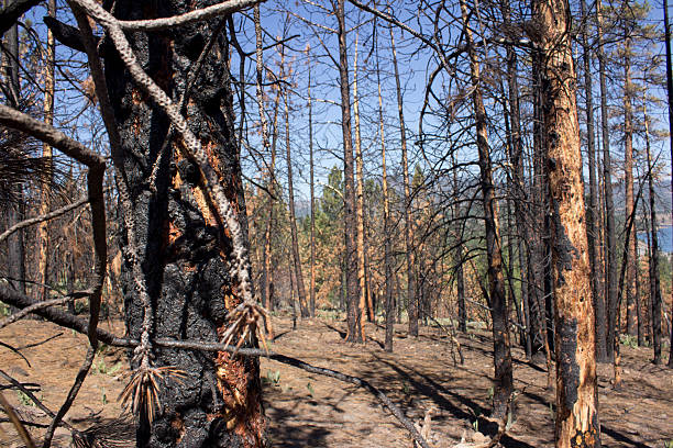 istock Burnt hillside with blue skies 531002622