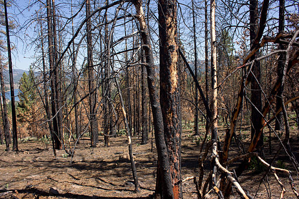 istock Burnt hillside with blue skies 531002788