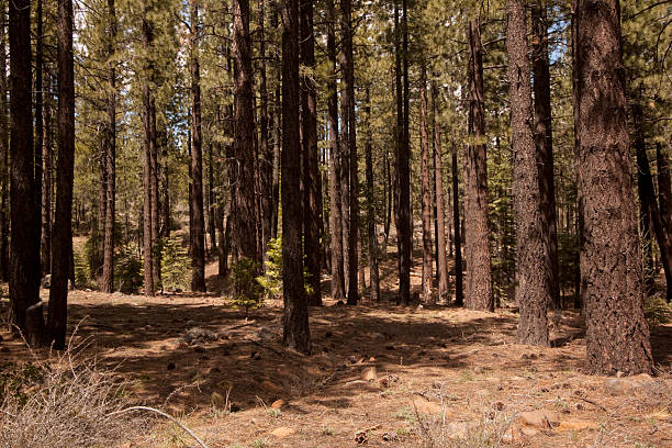 istock Pine tree forest in the Sierra Nevadas - Verdi Nevada 531002988