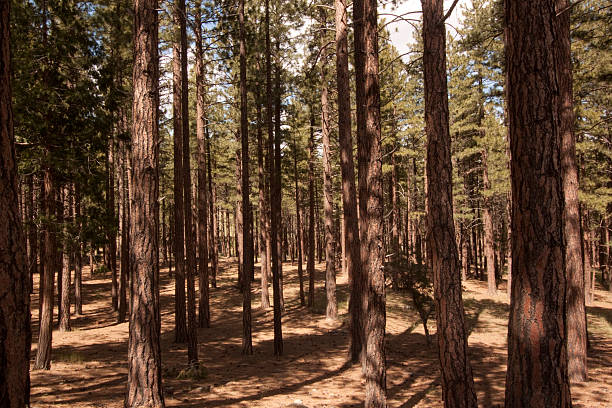 istock Pine tree forest in the Sierra Nevadas - Verdi Nevada 531003008