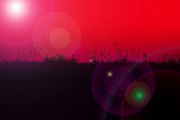 Silhouettes of grass landscape, digital illustration, red and purple background, sun flare