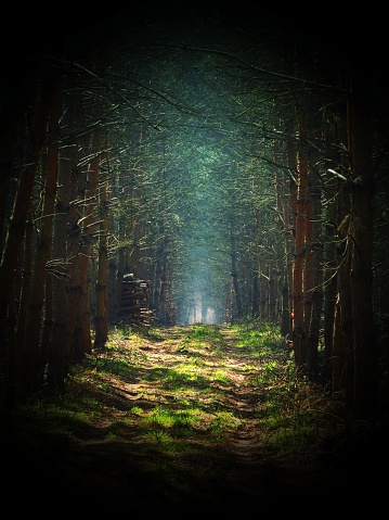 Road in magic dark forest, dark vignetting, mist background