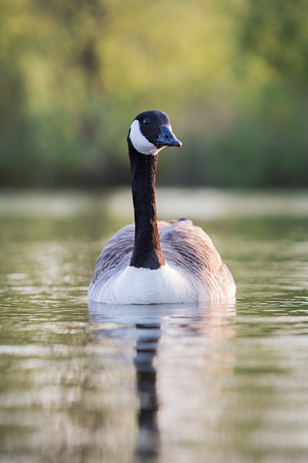 The Canada goose is a large wild goose species with a black head and neck, white cheeks, white under its chin, and a brown body. Native to arctic and temperate regions of North America, its migration occasionally reaches northern Europe.