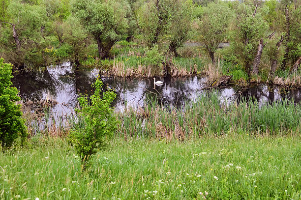 istock Swan on the swamp in the nature reserve 531003542