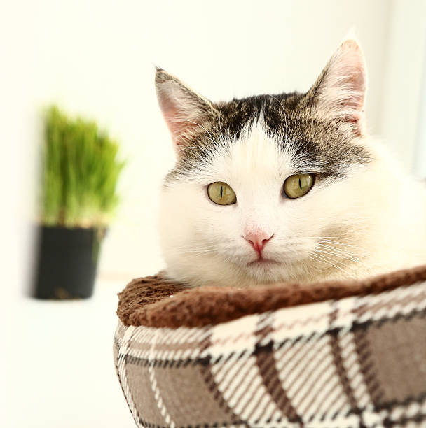 istock siberian breed cat close up portrait 531004014