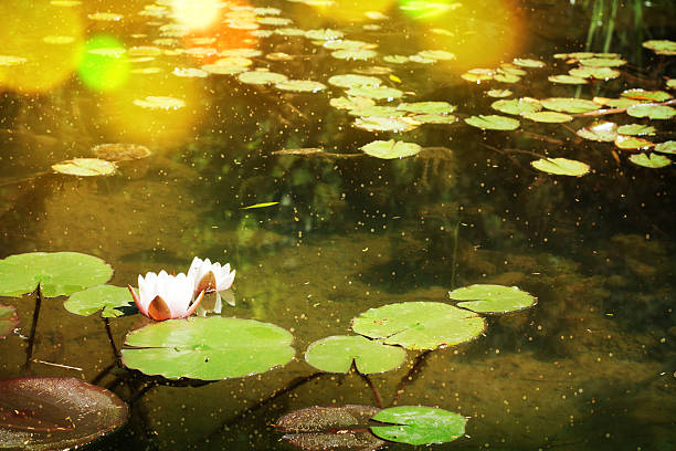 istock lotus flower in pond 531004060