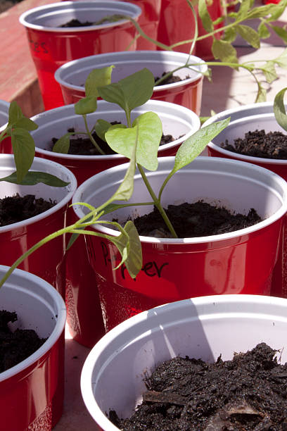 istock Seedlings in a red cup waiting to be planted 531004636