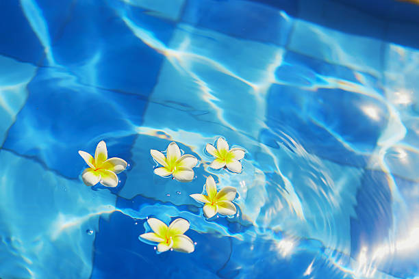 istock Frangipani flowers floating in blue water 531004746