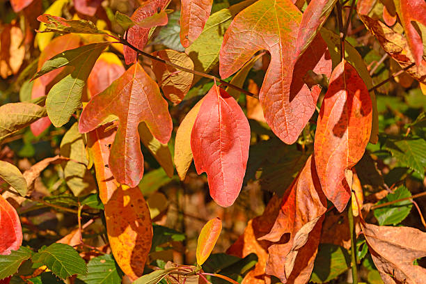 istock Colorful Leaves in the Fall 531005040