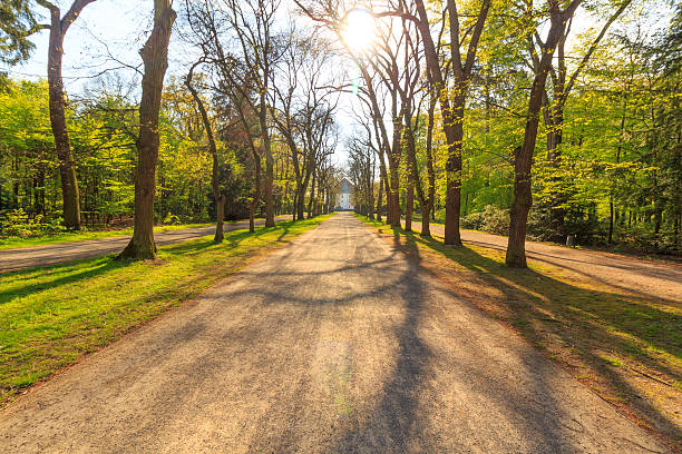 istock Walking path in forest at dawn with beautiful sunbeams. 531005112
