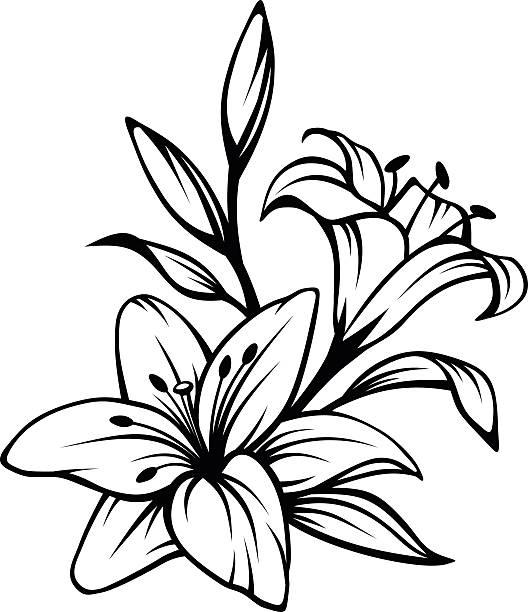 Black contour of lily flowers. Vector illustration. Vector black contour of lily flowers isolated on a white background. tattoo silhouettes stock illustrations