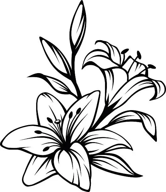 Vector illustration of Black contour of lily flowers. Vector illustration.