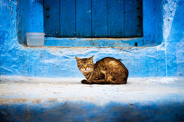A cat in front of a door in Chefchaouen, Morocco.