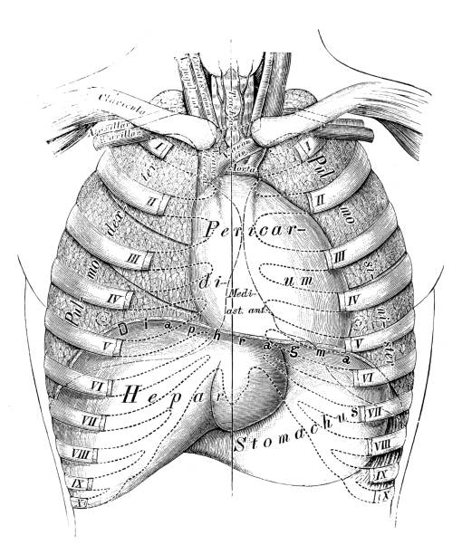 Human anatomy scientific illustrations: Thorax organs Human anatomy scientific illustrations with latin/italian labels: Thorax organs drawing of rib cage anatomy stock illustrations