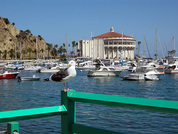 istock Avalon, Santa Catalina Island 531007532