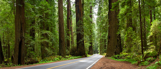 Road through Redwood National Park Humboldt County California