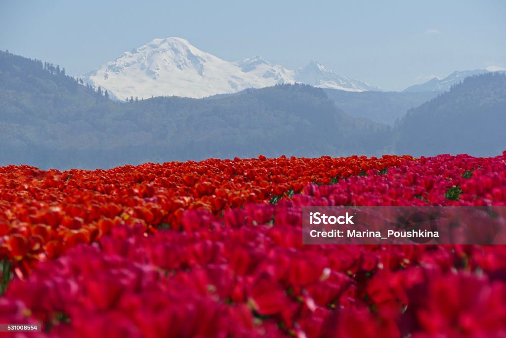 Red and PInk Tulips Field and Snow Capped Mountains. Abbotsford Tulip Festival, British Columbia, Canada.  Abbotsford - Canada Stock Photo