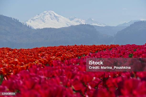 Red And Pink Tulips Field And Snow Capped Mountains Stock Photo - Download Image Now