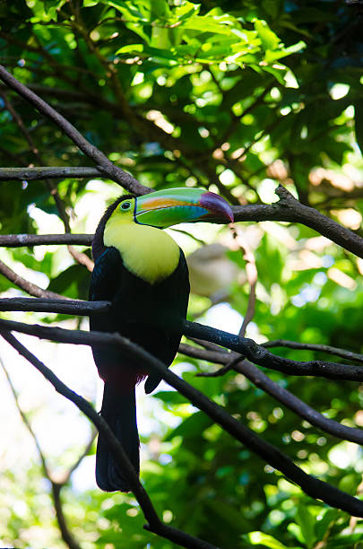 istock TOUCAN ON THE MAYAN JUNGLE 531008595