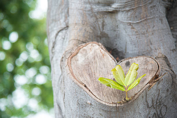 istock heart shape wood and sprout 531008702
