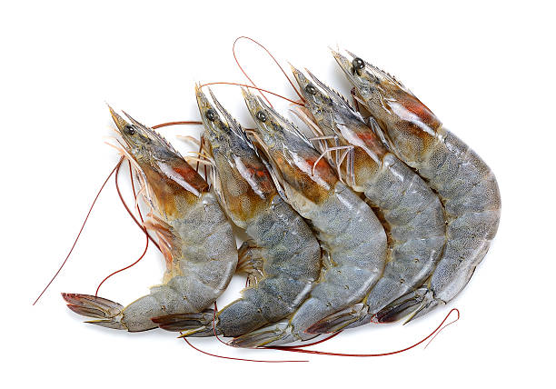 istock Raw shrimp isolated on the whtie background 531009192
