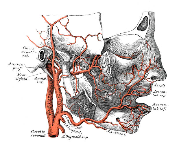 Human Anatomy Scientific Illustrations Maxillary Artery Stock Illustration  - Download Image Now - iStock